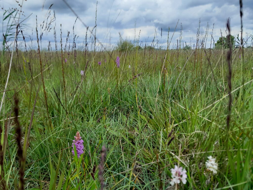 Pollardstown Fen