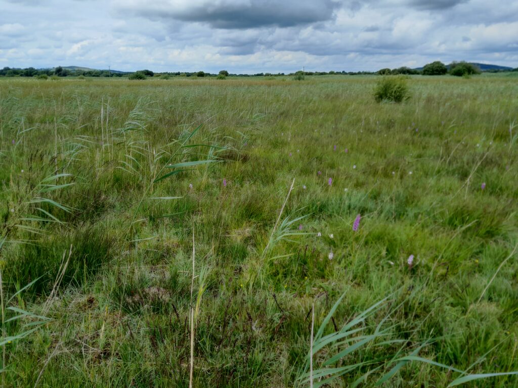 Pollardstown Fen